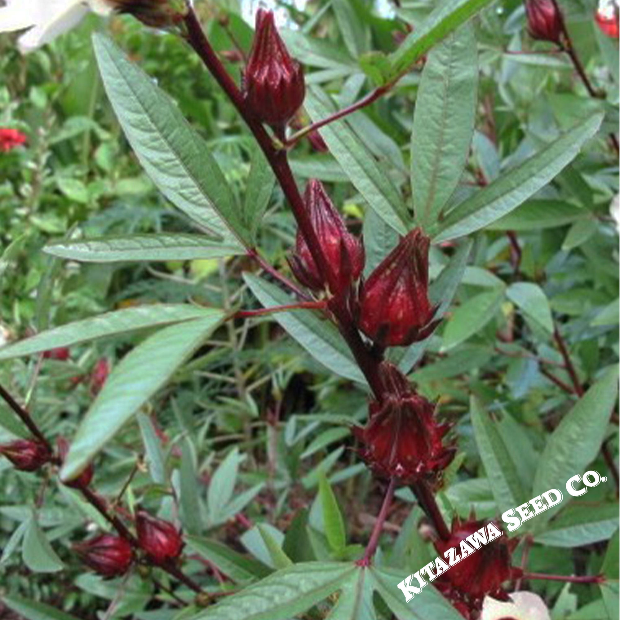 asian seeds for planting Roselle Seeds - Asian Sour Leaf (Hibiscus)