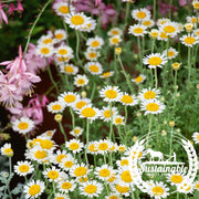 Chamomile Seeds - German - Organic