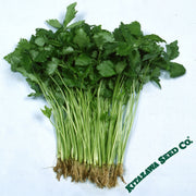 Parsley Seeds - Japanese - Mitsuba