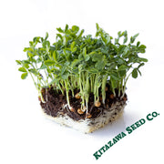 Pea Seeds - Maple - Microgreens Seeds