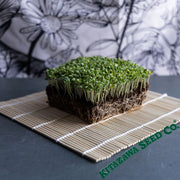 Chrysanthemum Greens - Serrated Leaf - Microgreens Seeds