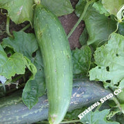 Gourds Seeds - Luffa Sponge