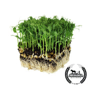Pea - Green (Organic) - Microgreens Seeds