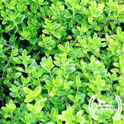 Thyme Seeds - Winter - Organic