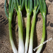 Onion Seeds - Bunching - Evergreen White Nebuka