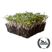 Organic Green Cabbage Microgreens Seeds