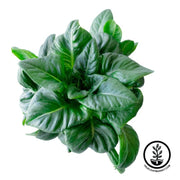 Lettuce Seeds - Leaf - Amish Deer Tongue