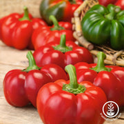 Pepper Seeds - Sweet - Sheepnose Pimento