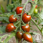 Tomato Seeds - Cherry - Brad's Atomic Grape
