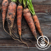 Carrot Seeds - St. Valery