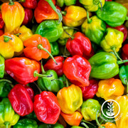 Pepper Seeds - Hot - Habanero Blend