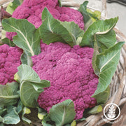 Cauliflower Seeds - Violet Queen