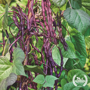 Yard Long Bean Seeds - Black (Organic)