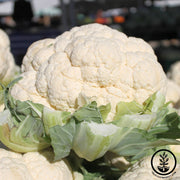 Cauliflower Seeds - Snowball A