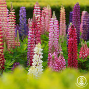 Russell Strain Mixture Lupine Flowers
