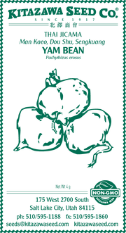 Retail Packet Design - Green Print - Jicama Seed Packet - Thai Yam Bean