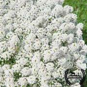 Alyssum Seeds - White - Organic