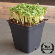 Broccoli - Calabrese Green Sprouting (Organic) - Microgreens Seeds