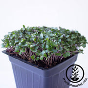 Cauliflower Seeds - All Year Round - Microgreens