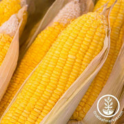 Corn Seeds - Sweet - (su) Early Sunglow Hybrid (treated)