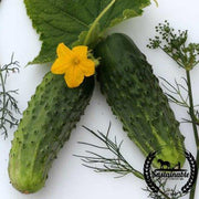Cucumber Seeds - Sumter - Organic
