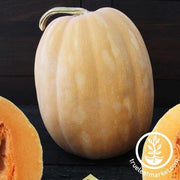 Pumpkin Seeds - Dickinson