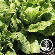 Lettuce Seeds - Arianna