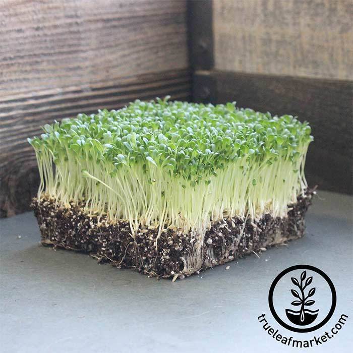 planting little gem lettuce seeds Wholesale Lettuce Romaine Little Gem Seeds