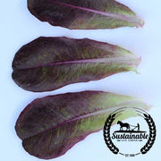 Lettuce Seeds - Rouge d Hiver - Organic