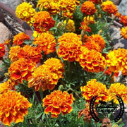 French Marigold Seeds - Sparky - Organic