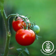Tomato Seeds - Salad - Marion