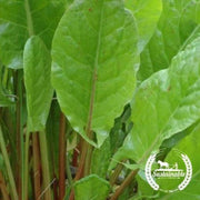 organic-garden-sorrel