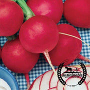 Radish Seeds - German Giant - Organic
