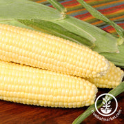 Corn Seeds - Sweet - Bodacious Hybrid R/M