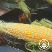 Corn Seeds - Sweet - Incredible R/M Hybrid