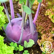 Kohlrabi Seeds - Purple Vienna (Organic)