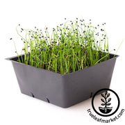 Leek Seeds - Carantan - Microgreens