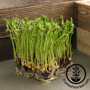 Pea - Snow - Dwarf Sugar Grey - Microgreens Seeds