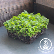Sorrel - Red Veined - Microgreens Seeds