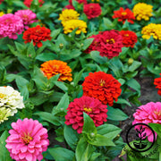 Zinnia Seeds - Dahlia Flowered Mixture