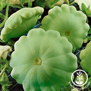 Squash Seeds - Summer - Peter Pan F1