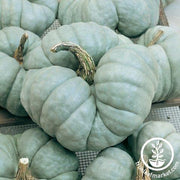 Squash Seeds - Winter - Triamble