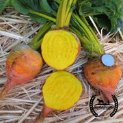 Beet Seeds - Golden - Organic
