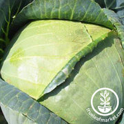 Cabbage Seeds - All Seasons - Organic