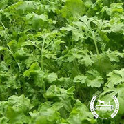 Chicory Seeds - Oasis