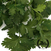 Cilantro Seeds - Santo - Organic