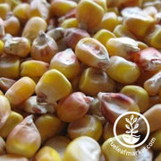 Corn Seeds - Dent - Lancaster Sure Crop