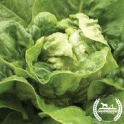 Lettuce Seeds - Little Gem - Organic