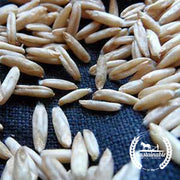 Oat Seeds - Hulless - Organic