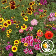 Wildflower Seeds - Western Pollinator Mix